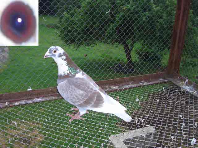 Rys. 4: masla_02.jpg